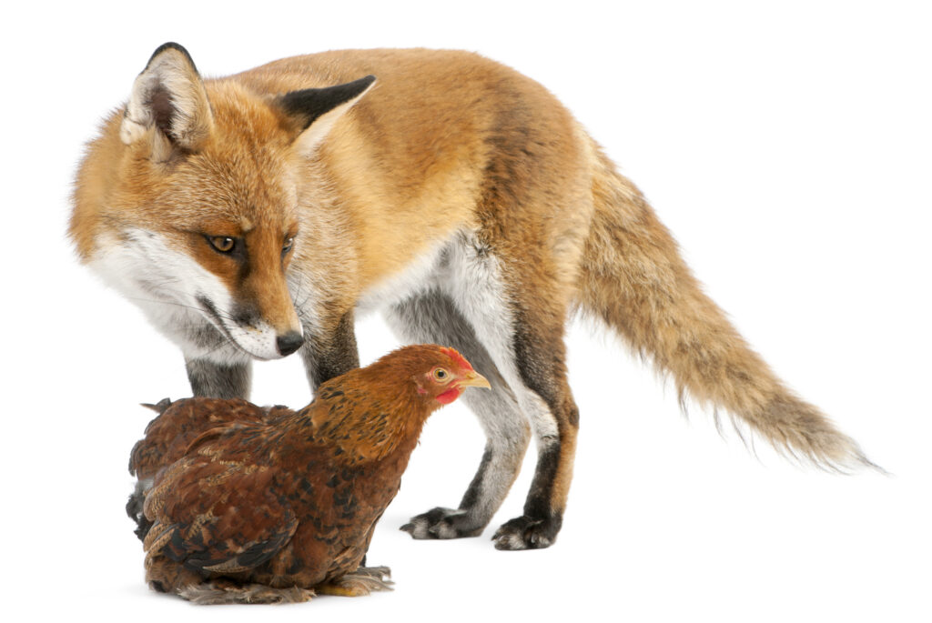 Insurance Defense Firms: The Fox May Be Guarding the Hen House